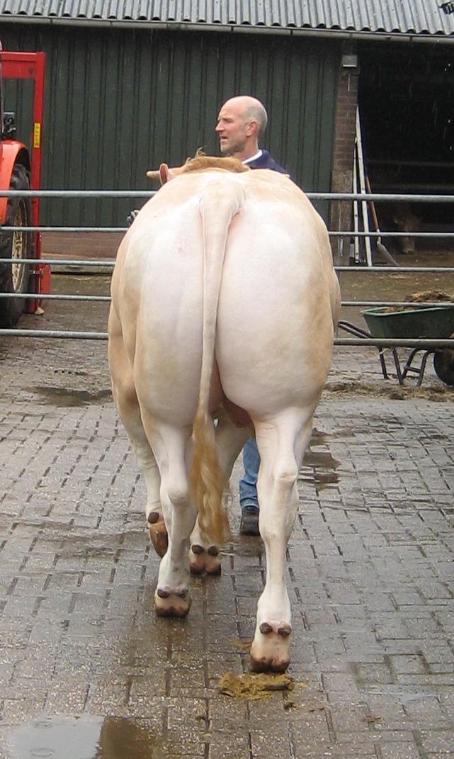Uitgebreide cijfers BAC-veilingstieren