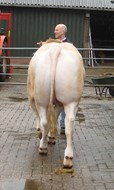 goede bespiering