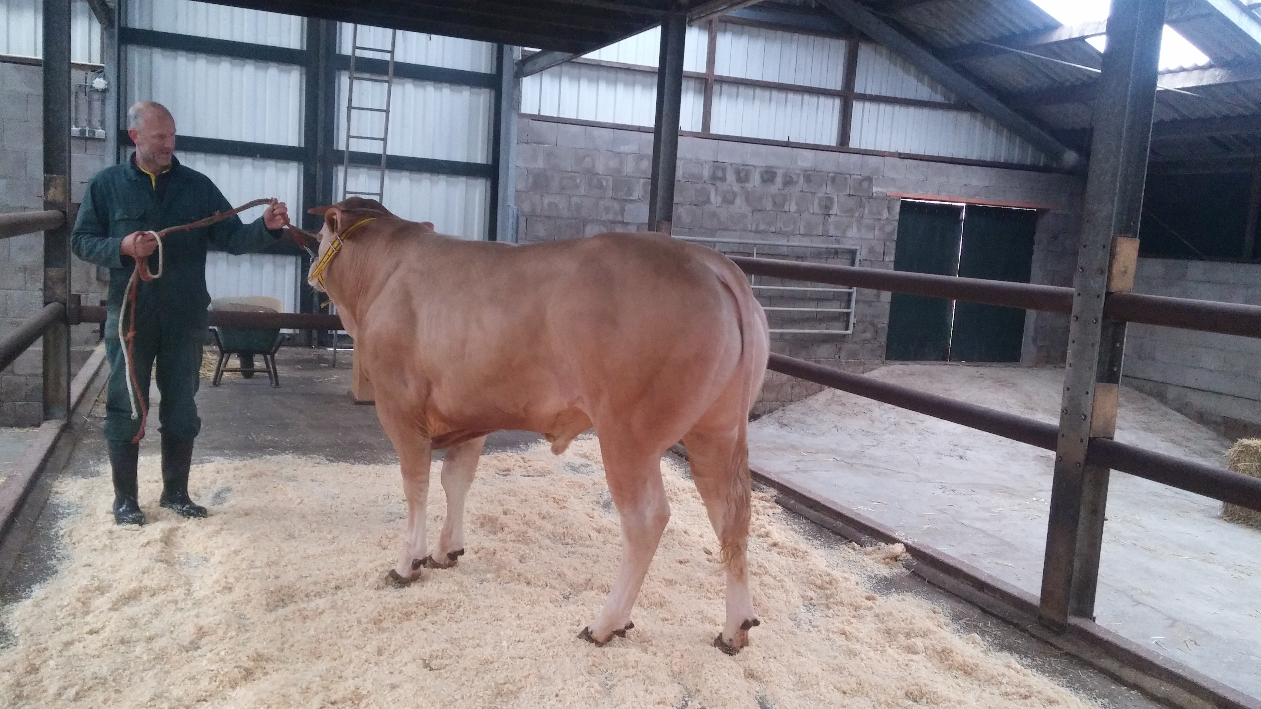 Oefenrondje voor de veiling