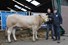 BAC Napoleon van de Woeste Hoeve