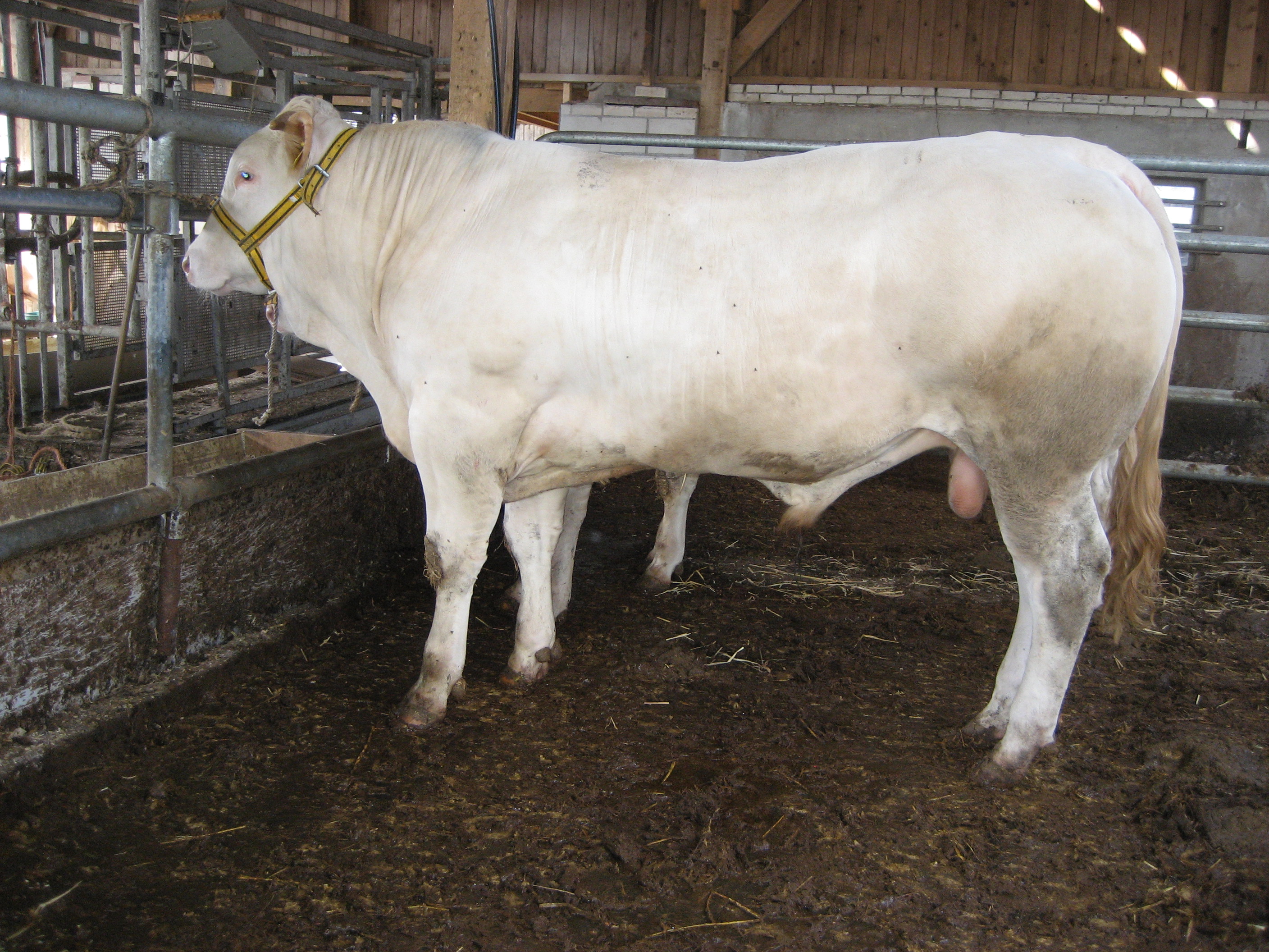 Recordgewicht voor BAC Ivan