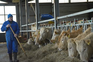 Veldman bij de koeien