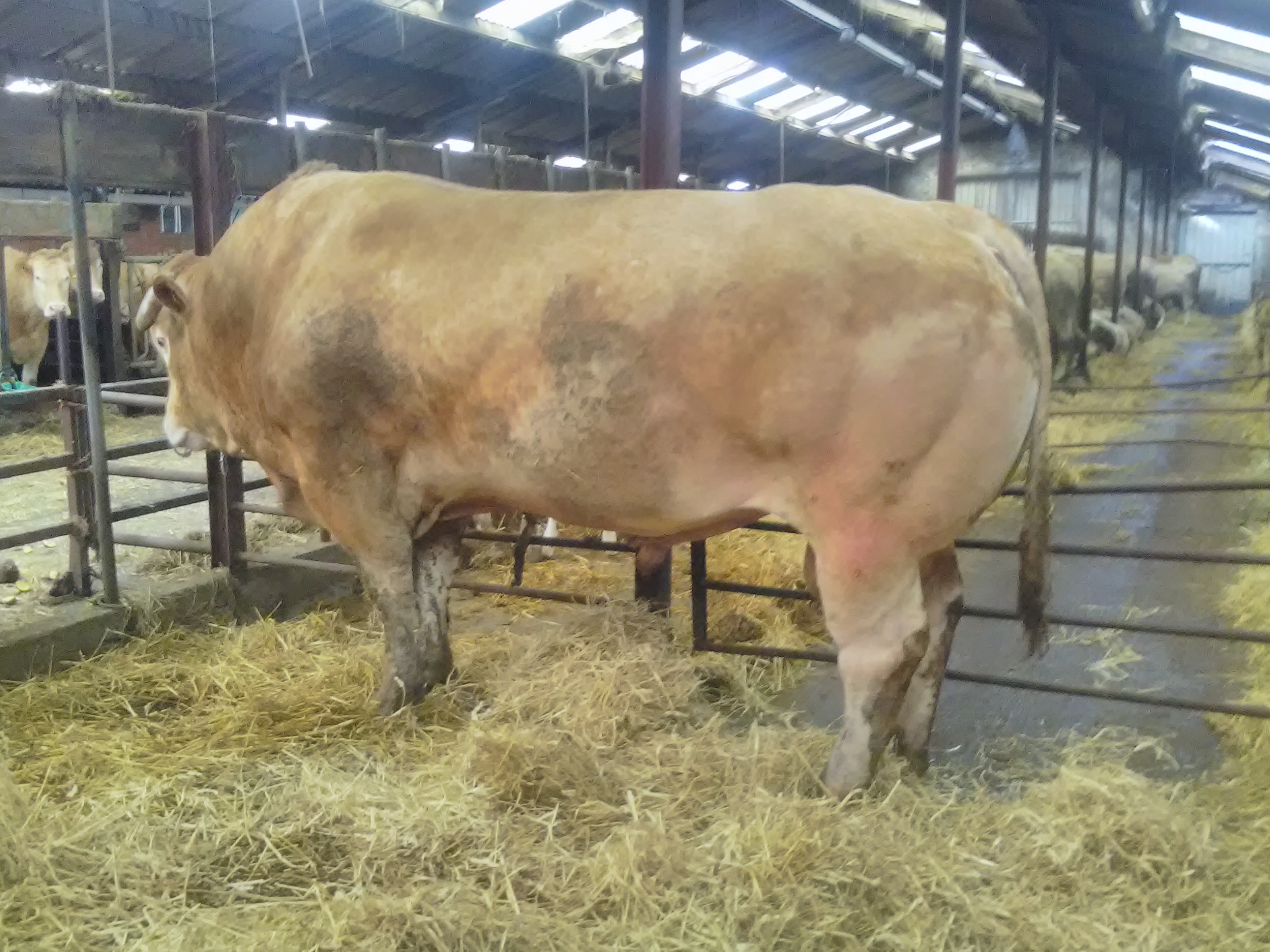 Nieuw wereldrecord karkasgewicht voor Nederlandse Blonde d’Aquitaine Gericault