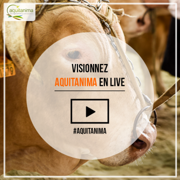 Aquitanima live te volgen