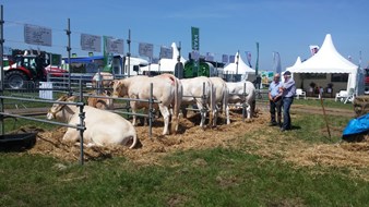 beurs koeien