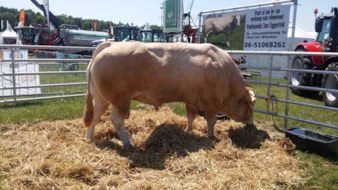 beurs Jacco JE