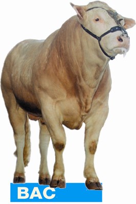 logo BAC-stier blaauw
