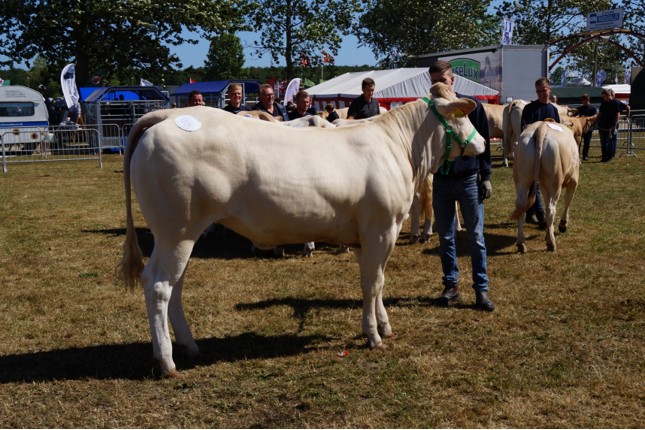 Dochter BAC Jacco du Moulin succesvol in Denemarken