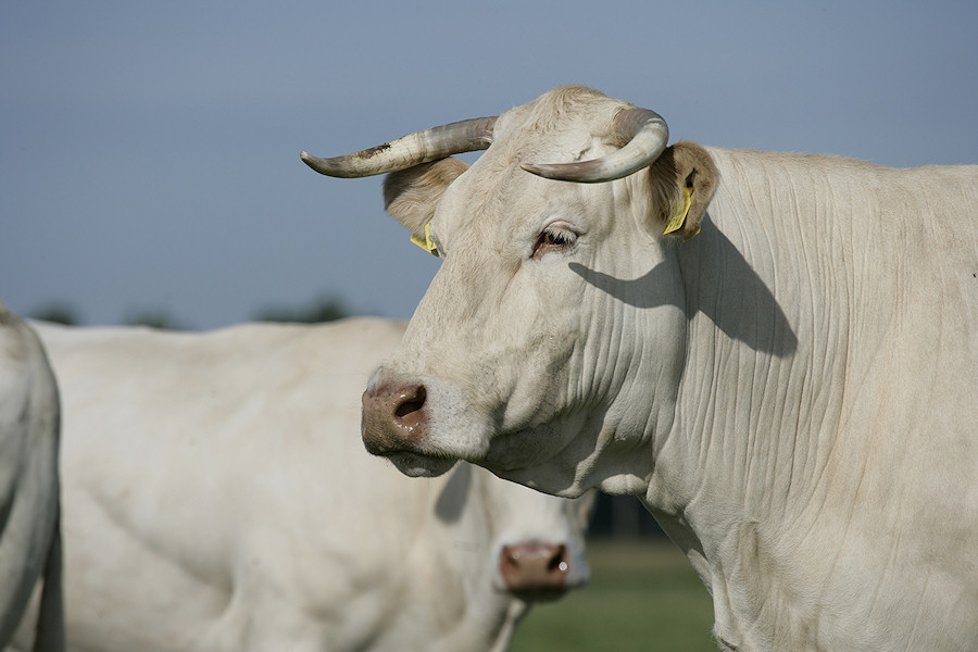 Fokwaarden exterieur 2018