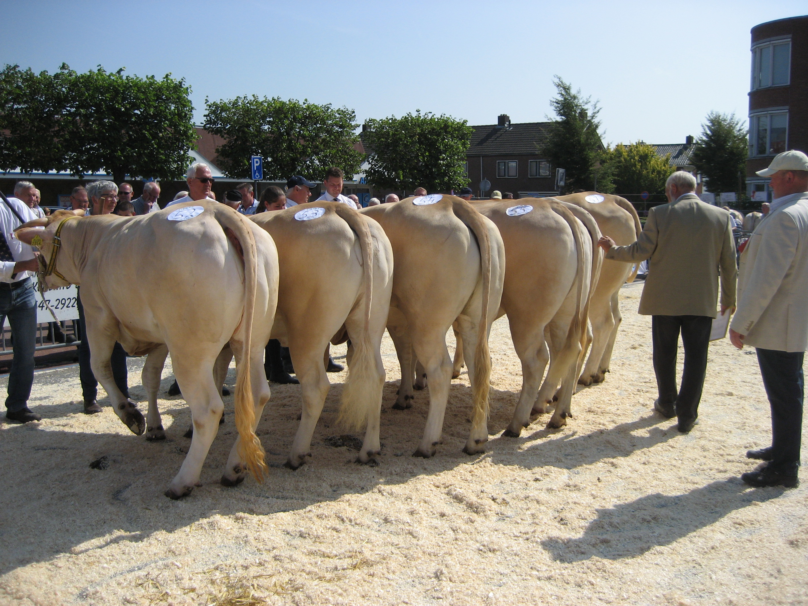 Donderdag 16 augustus Blonde d'Aquitaine keuring in Enter