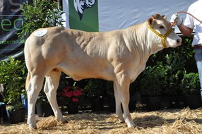 Nouvelle van de Woeste Hoeve