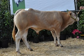Nissan du Moulin