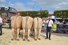 DSC_0738 bedrijfsgroep Eggerink