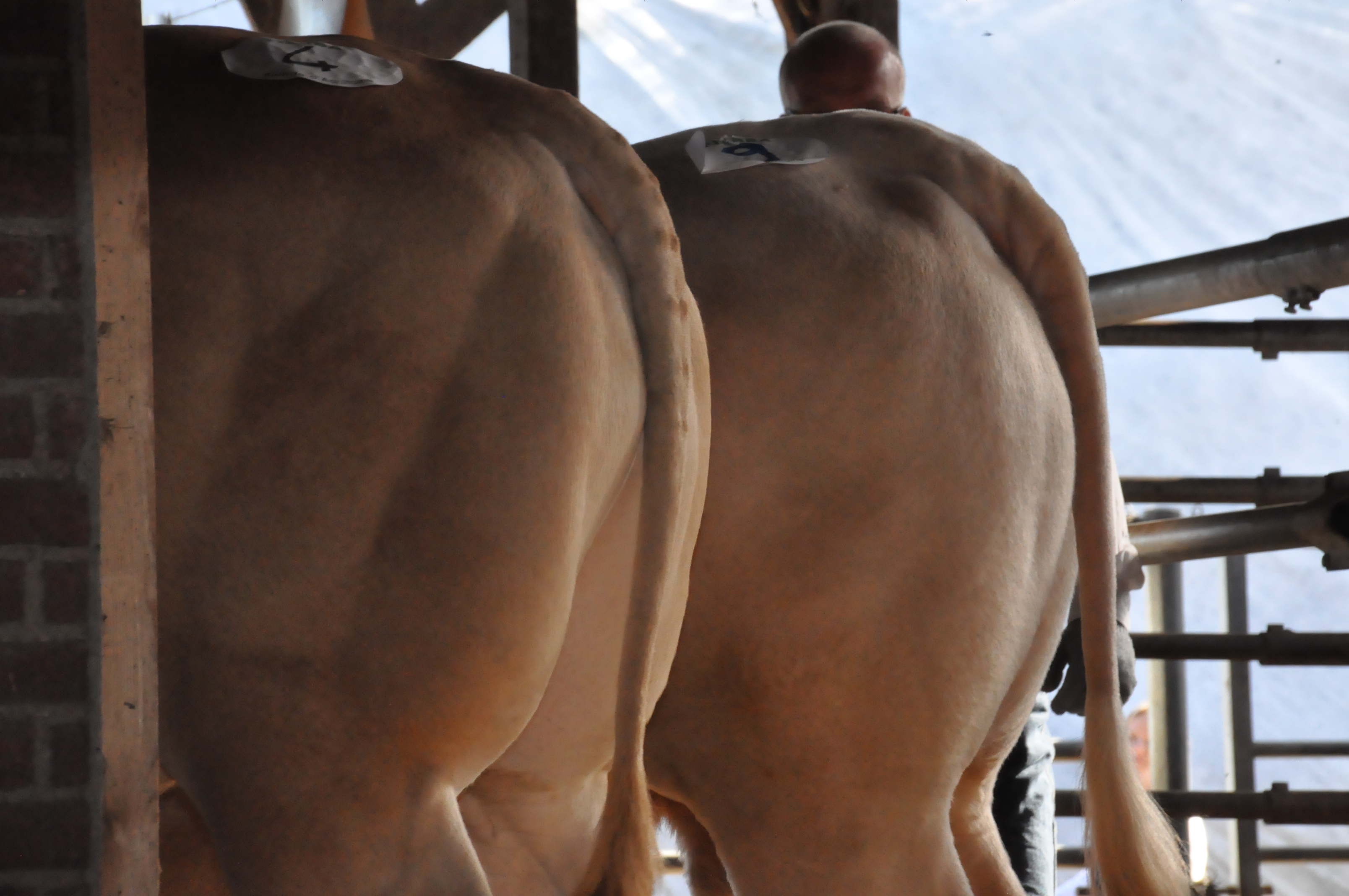 Uitgebreide stambomen van de veilingstieren