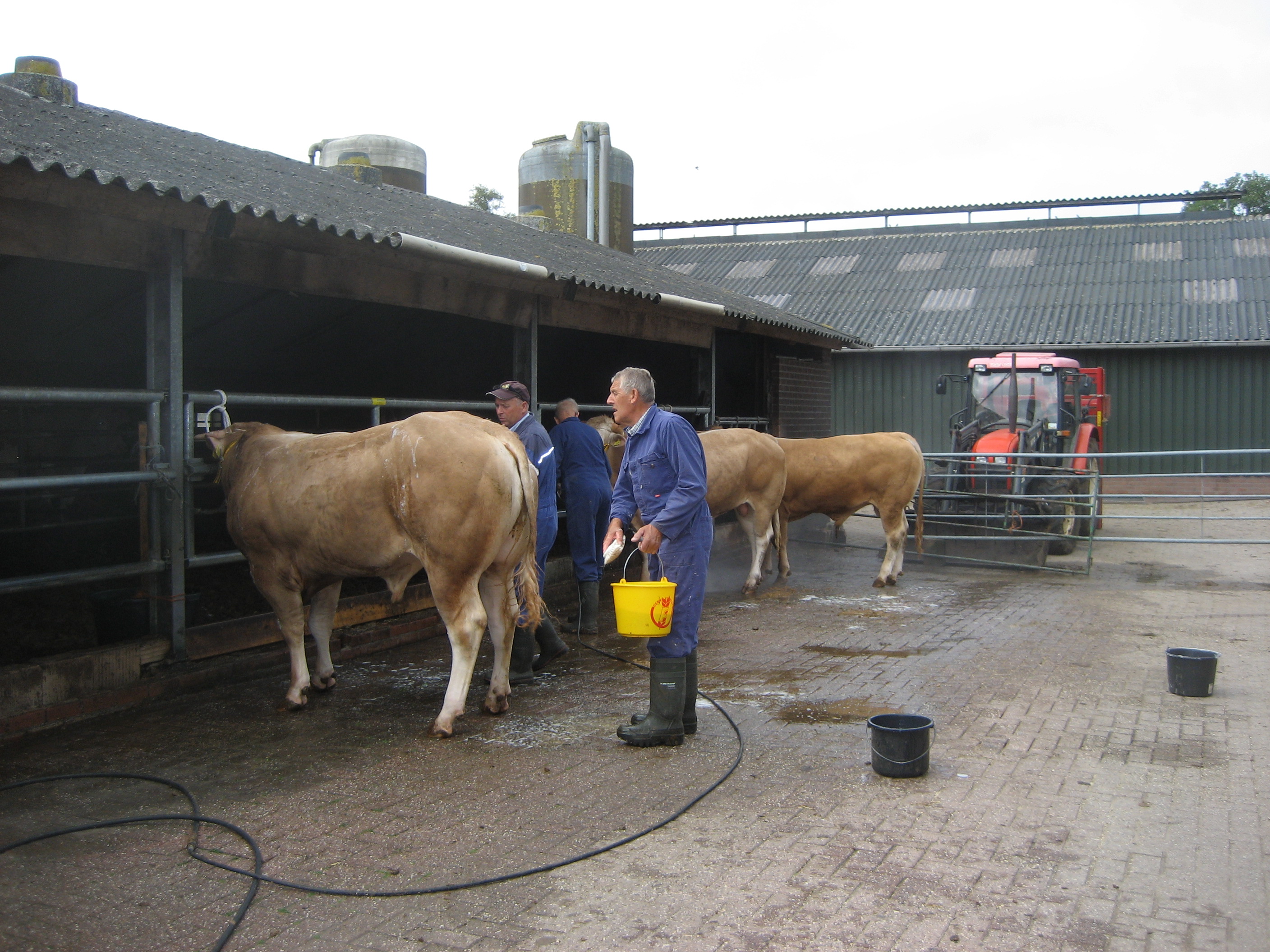 BAC-veilingstieren op de film