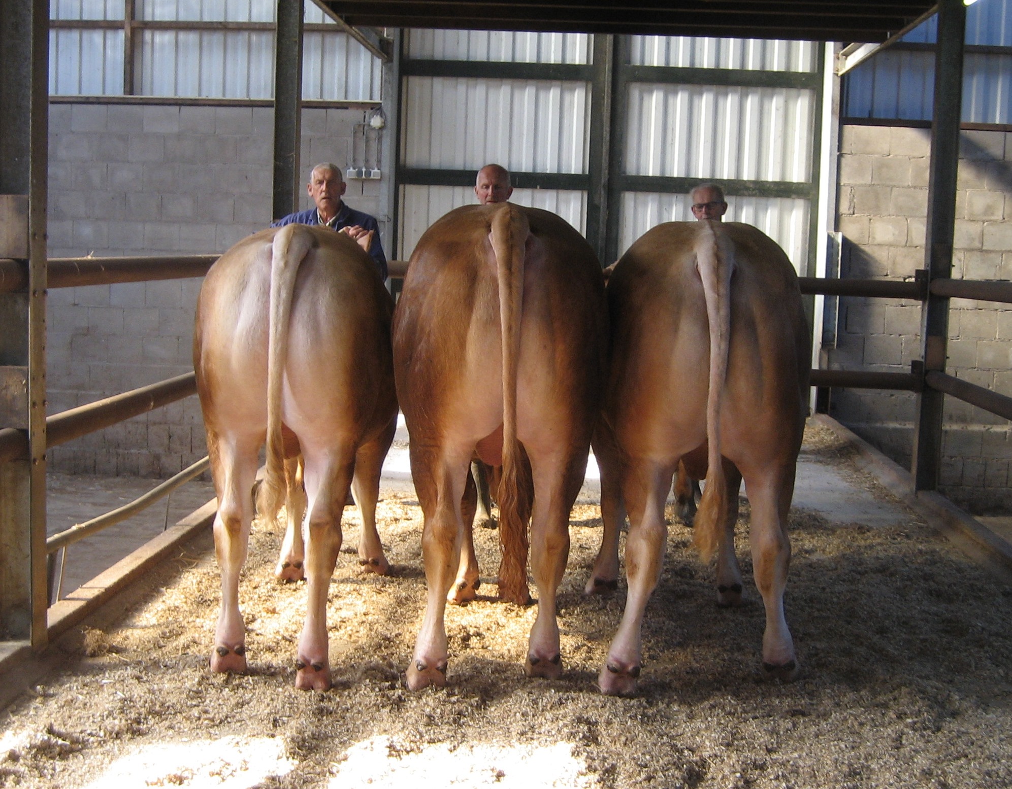 Wasbeurt voor de veilingstieren op het COT