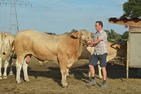 Pierik 4 stier