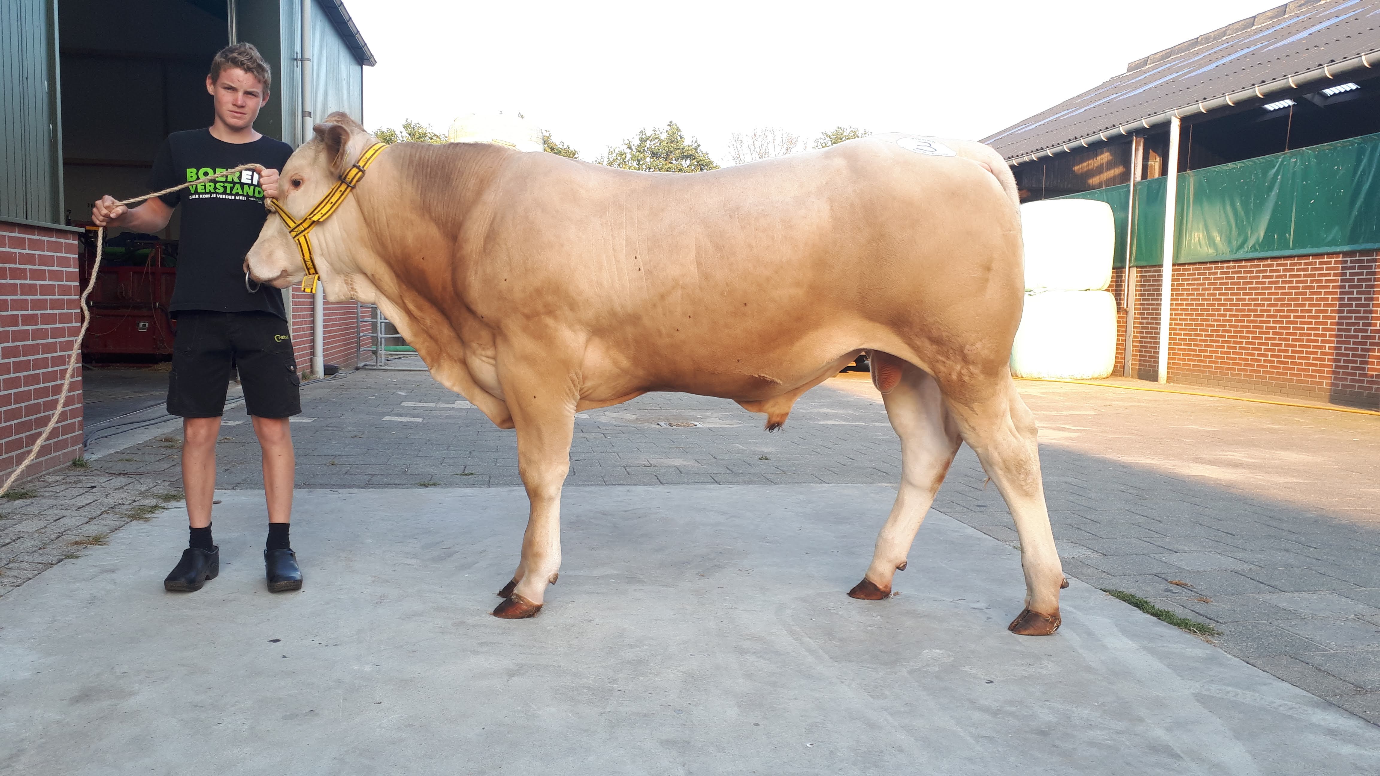 Jong en gek op Blond Tim Schellens