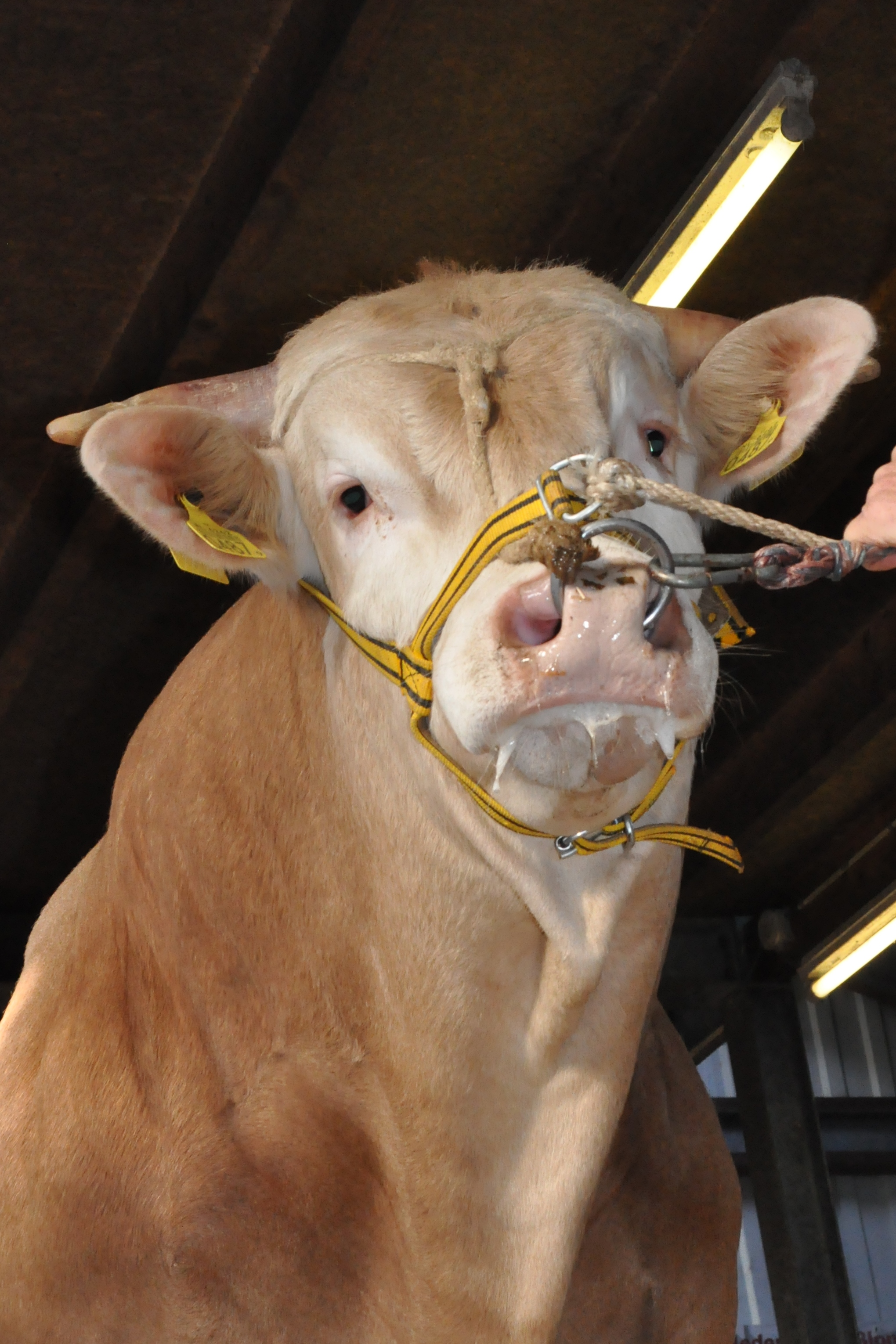 Opgave deelname buffet op de Nationale in Mariënheem 