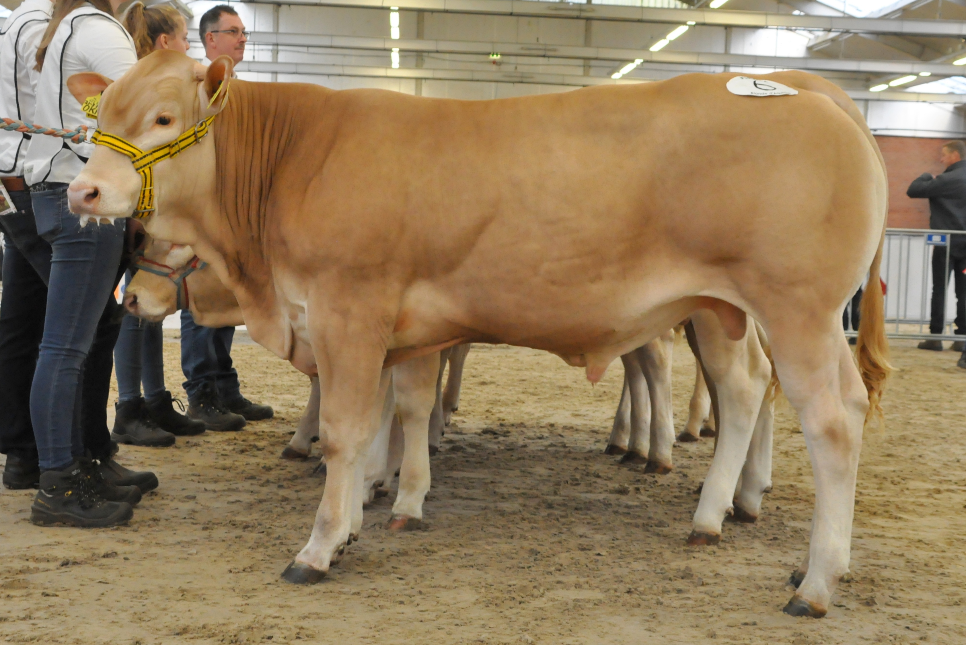 Okko Malo en Illusion beste Nederlandse gefokte dieren op de Nationale in Mariënheem