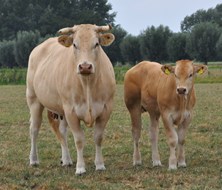 koe met kalf