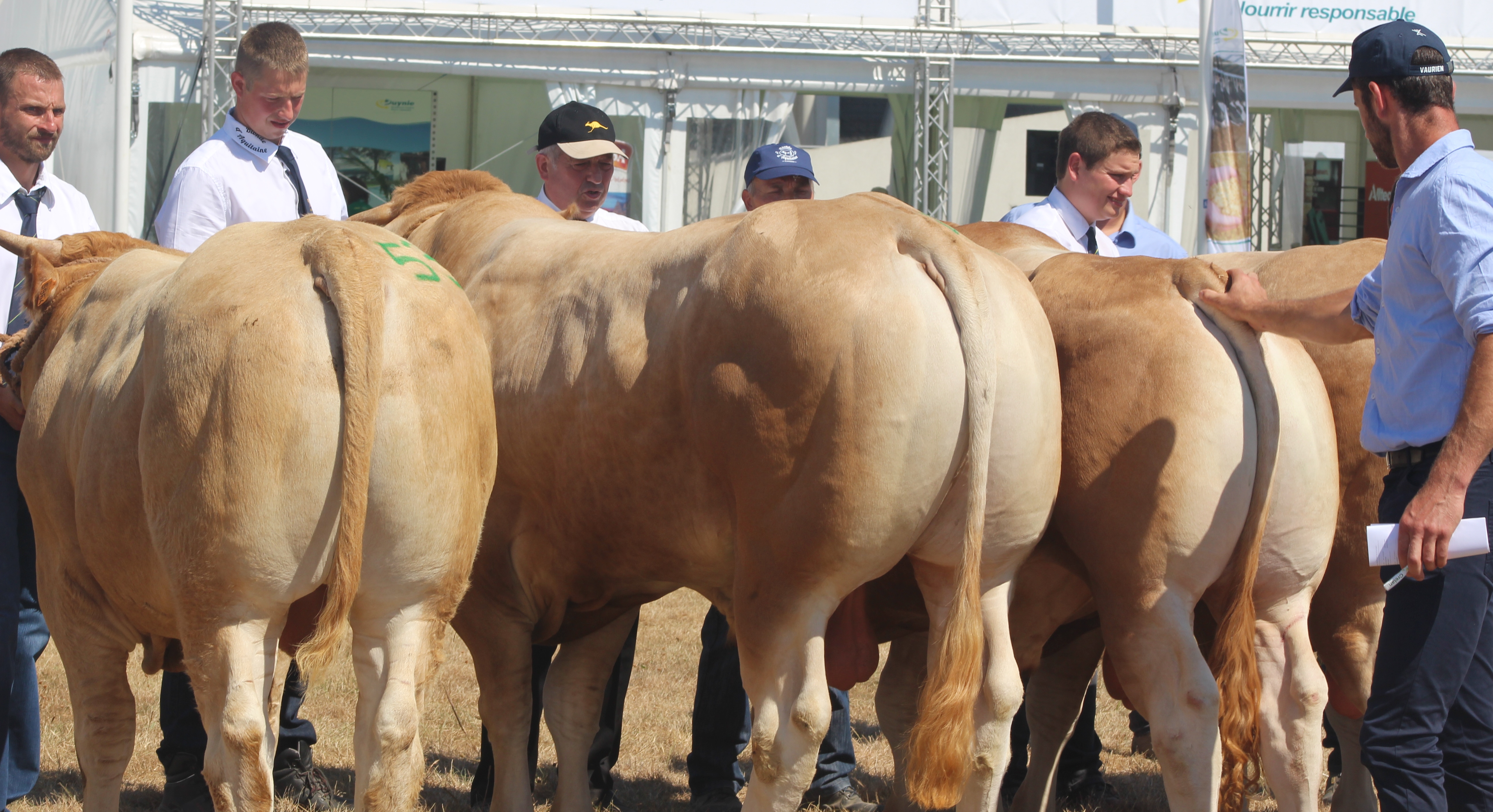 Blonde d'Aquitaine keuring op Agriflanders