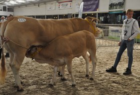 Colin Stegeman met Havanaise