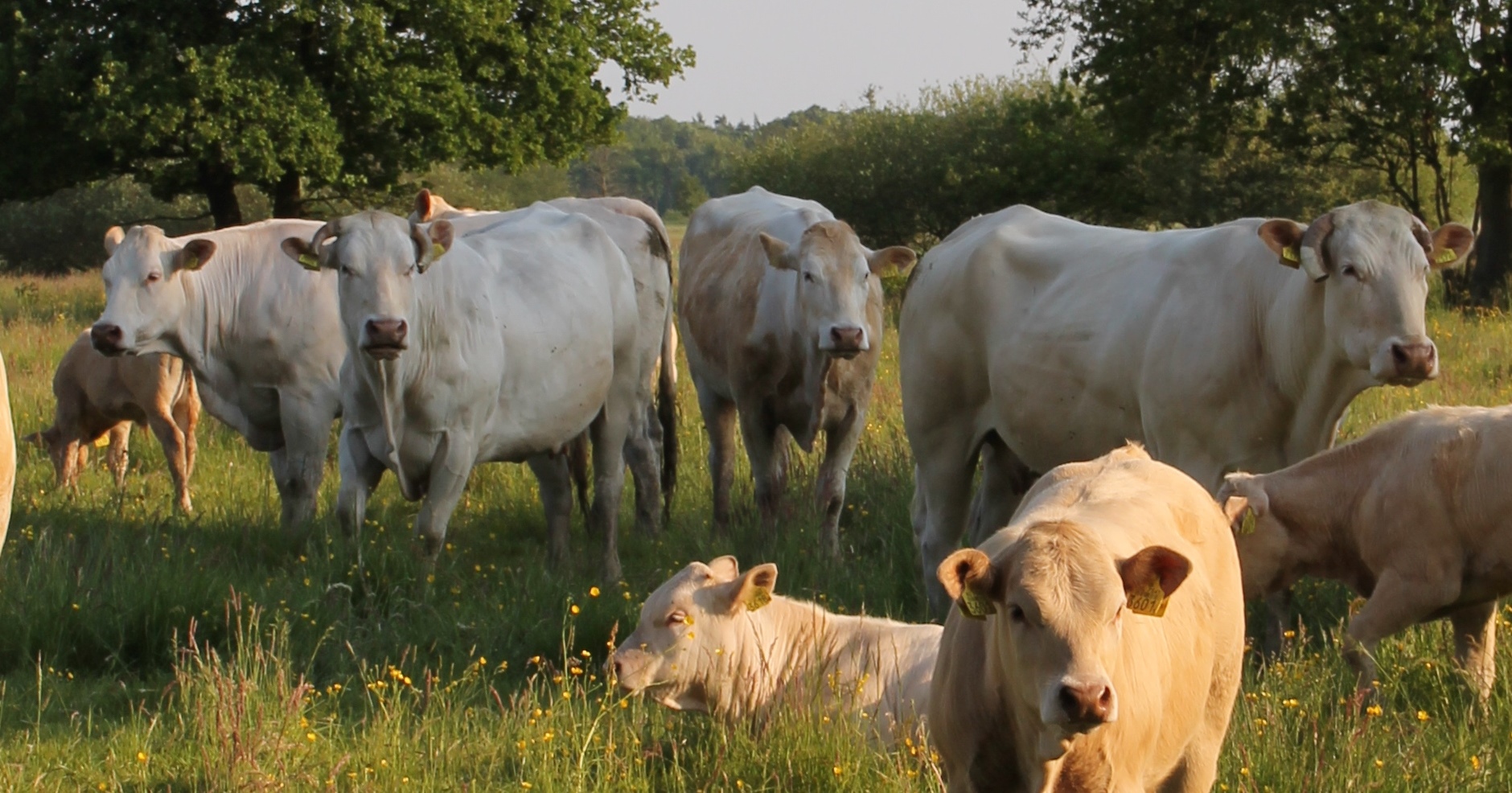 Nieuwsbrief  VleesveeNL