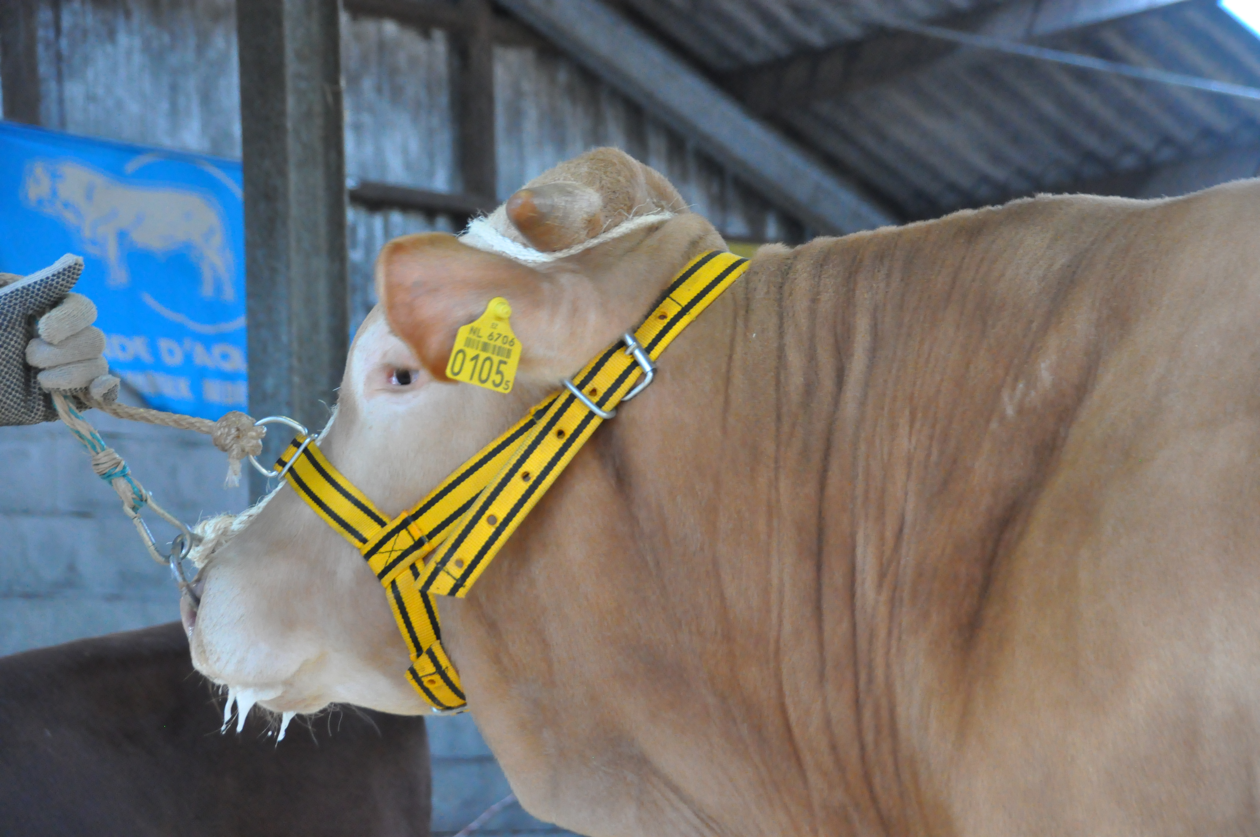 Stambomen BAC-veilingstieren 30 maart