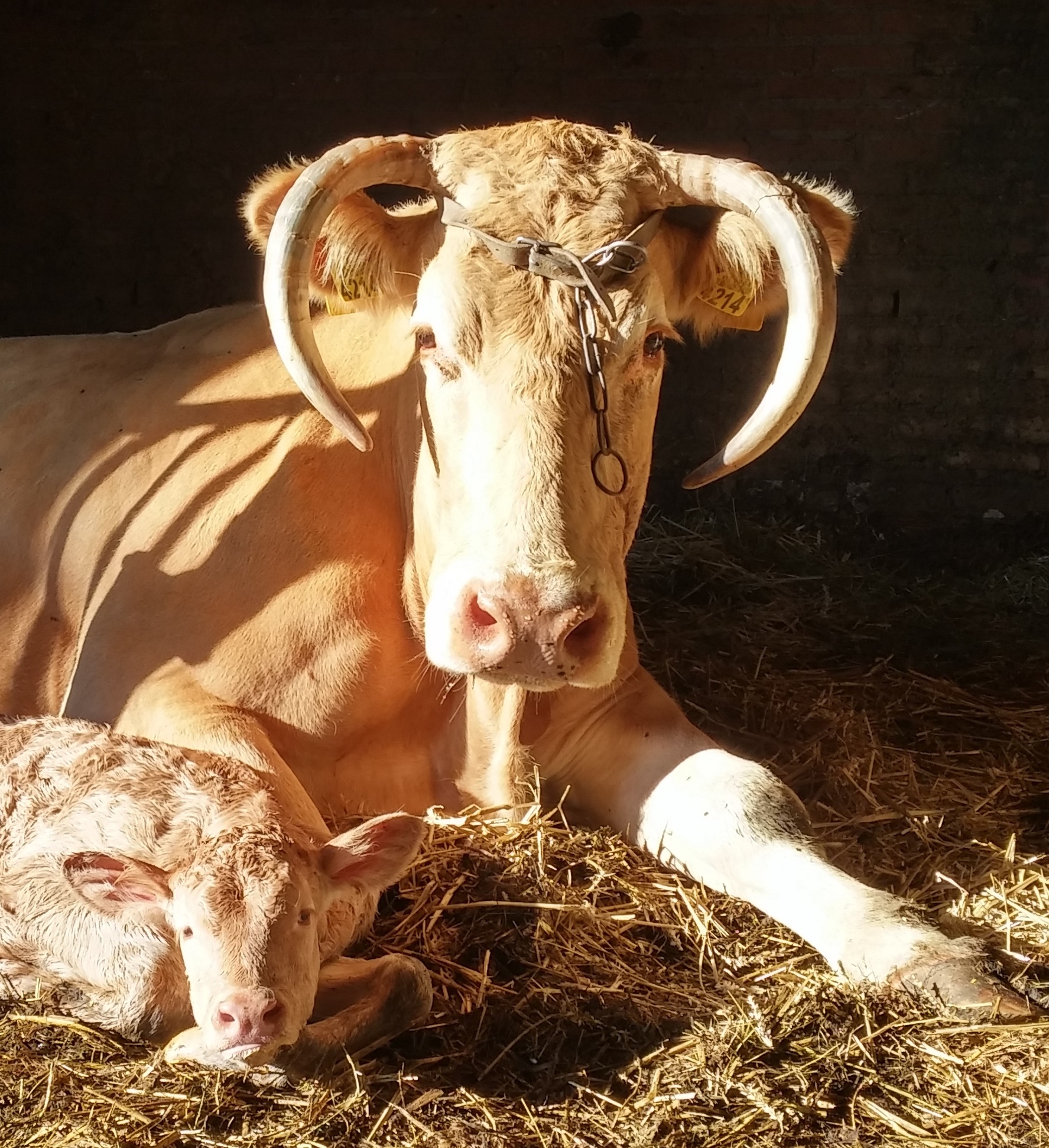 Namen voor de kalveren