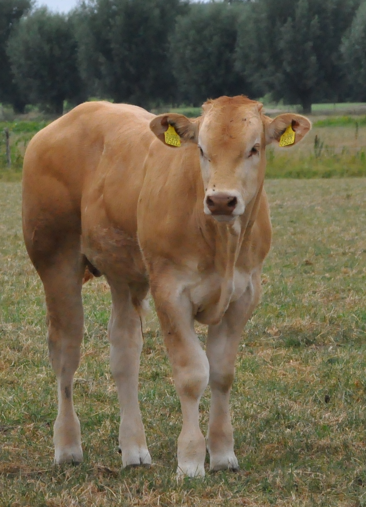 Aanmelden stiertjes COT