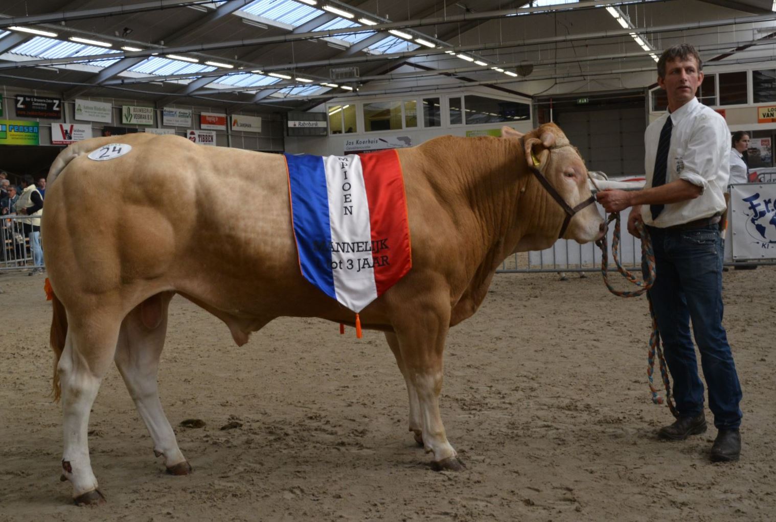 Drukke tijd voor stieren op het COT