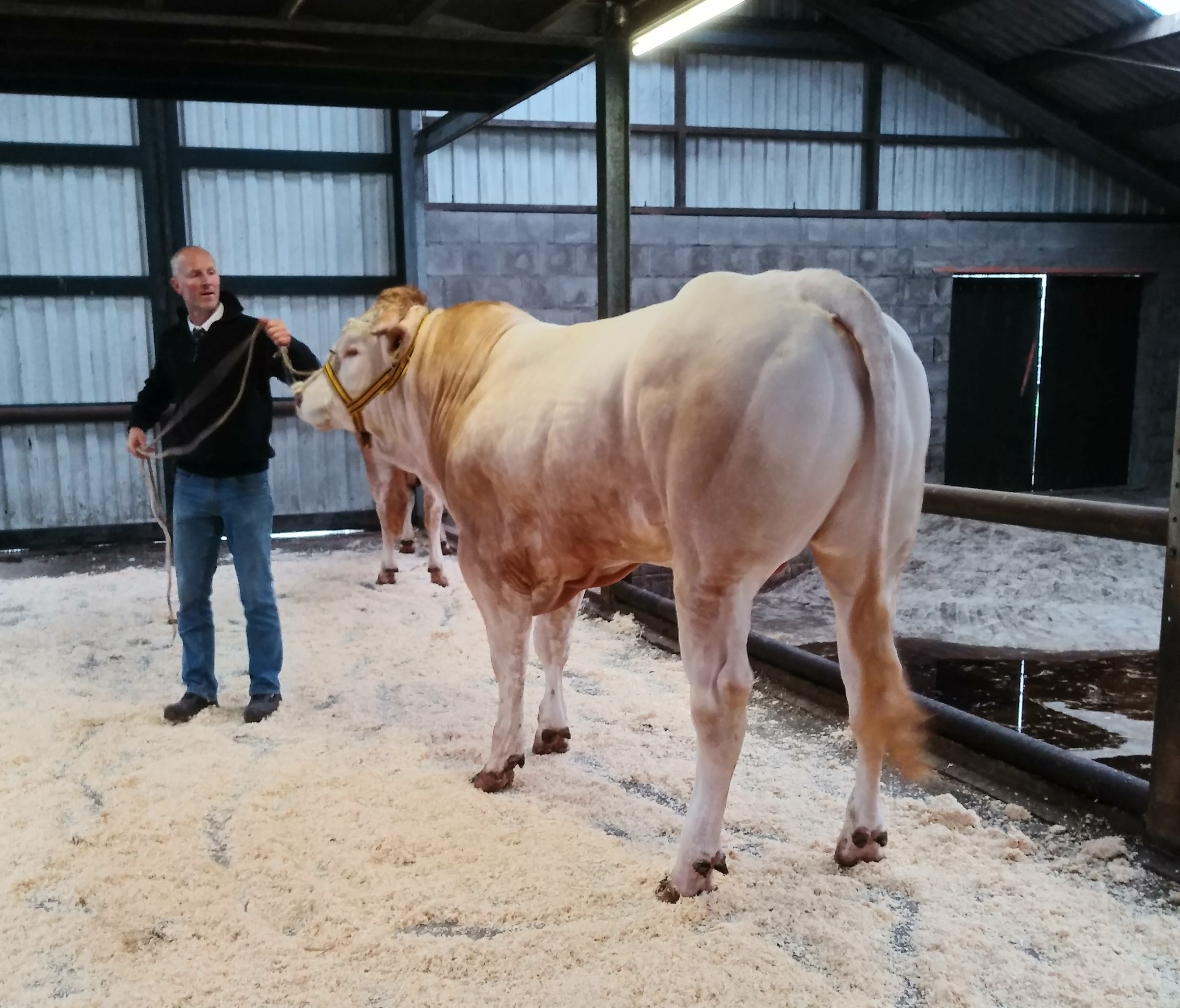 Oefenronde BAC-stieren op het COT
