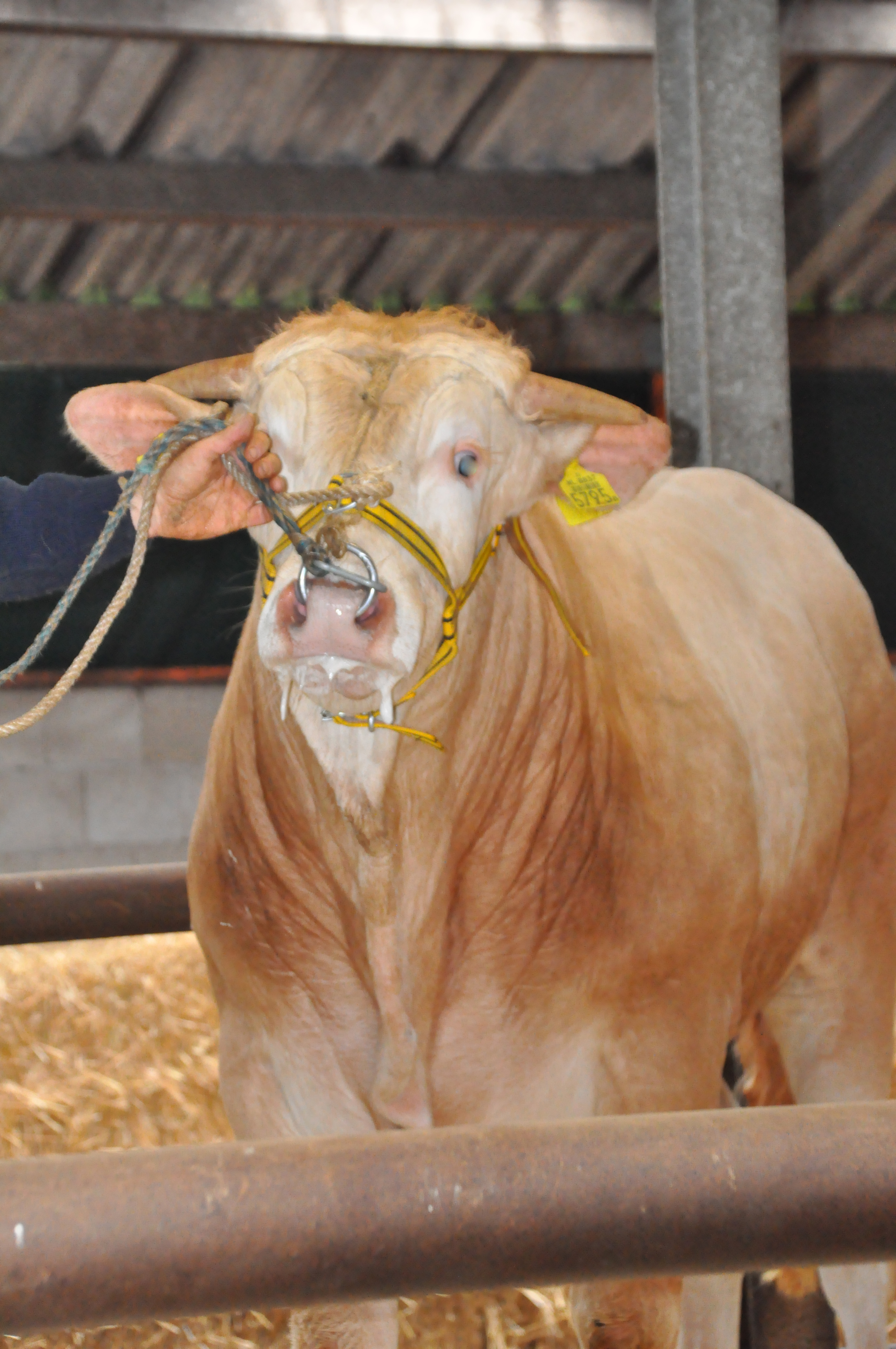 Bovenbalkscore en foto's BAC stieren