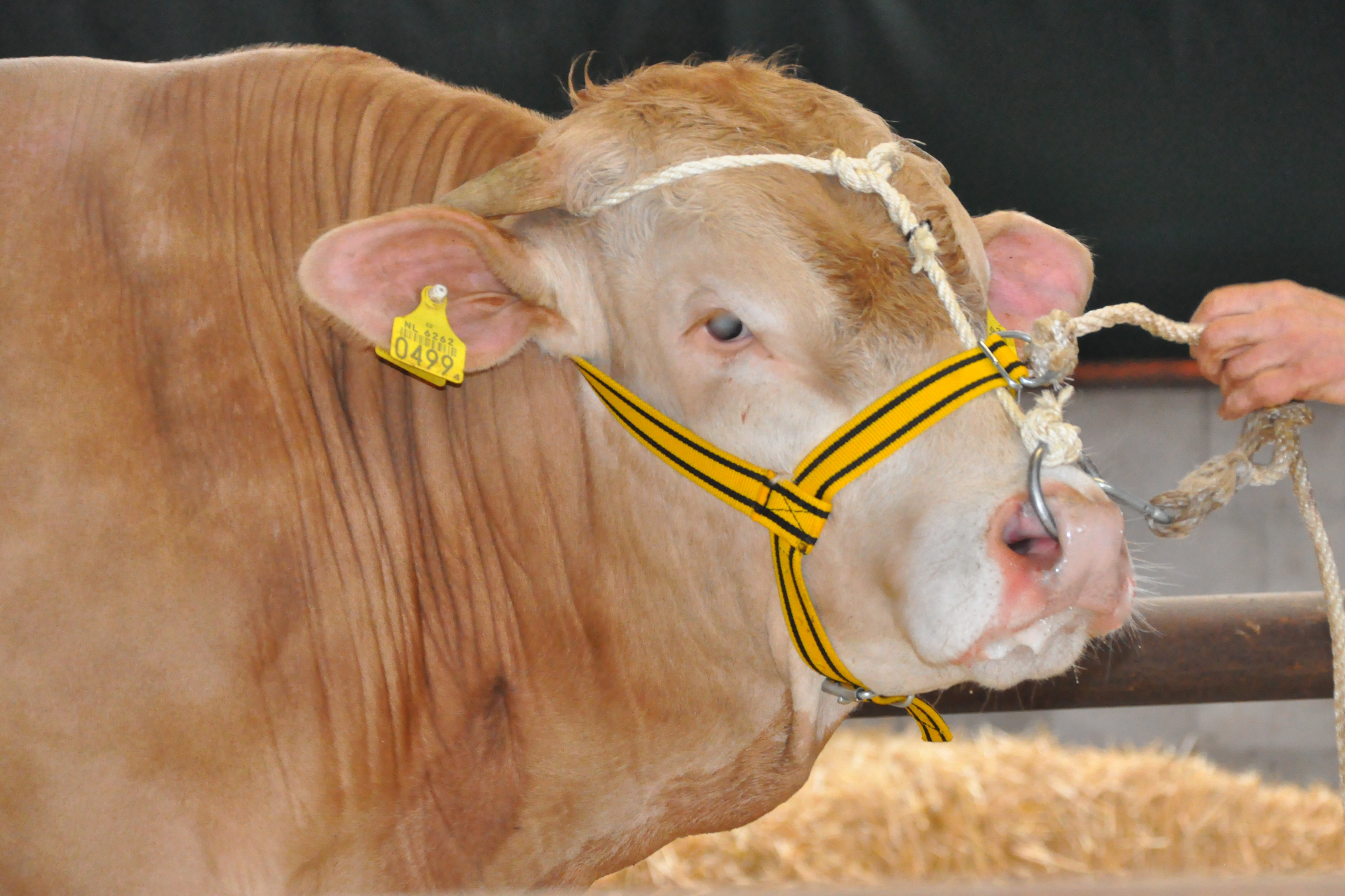 Volledige cijfers BAC-veilingstieren