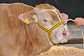 BAC-stier