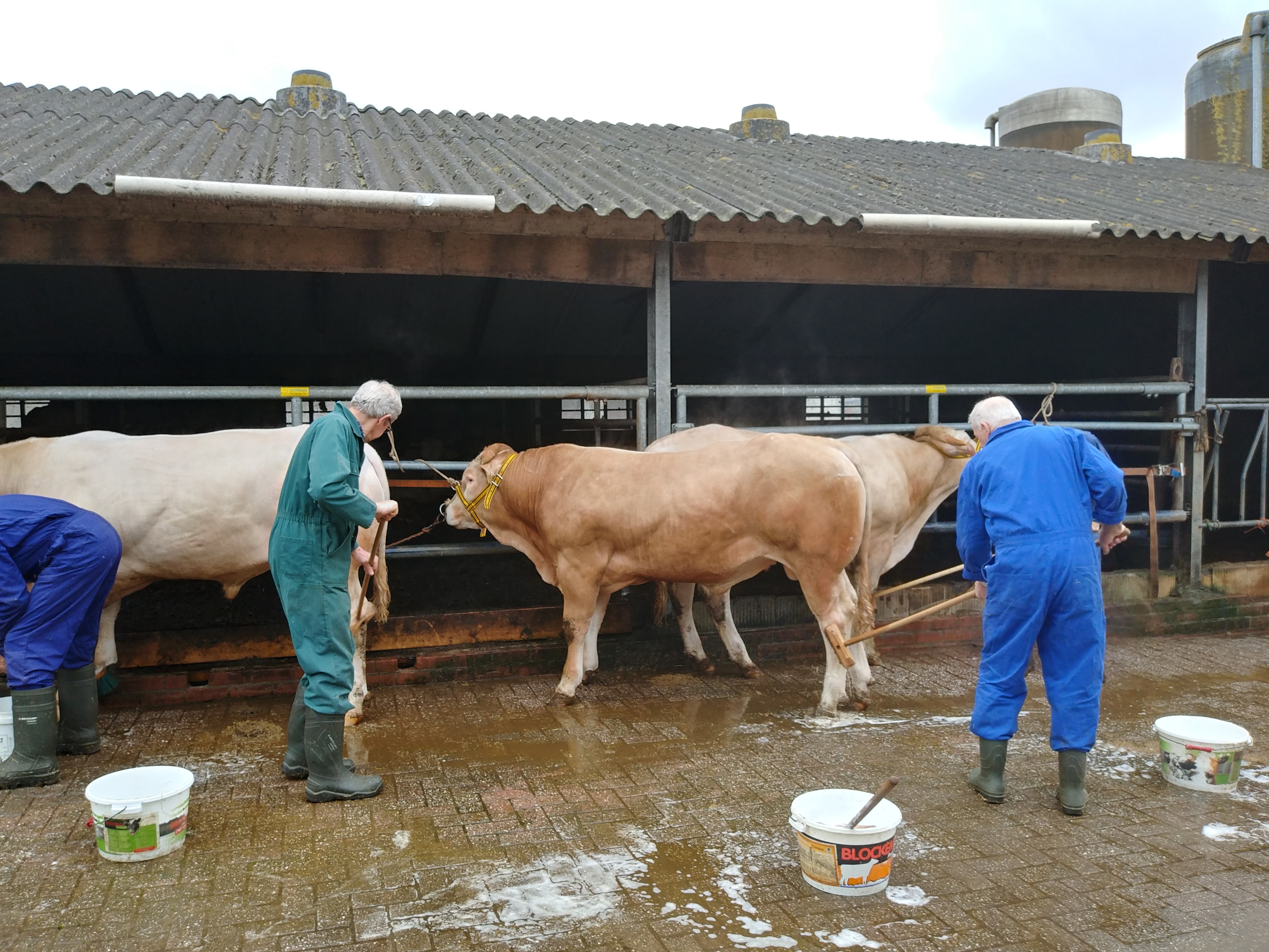 Nog even een wasbeurt voor de BAC-veiling