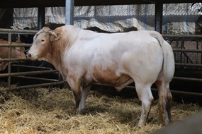 BAC Isaac vd Woeste Hoeve R