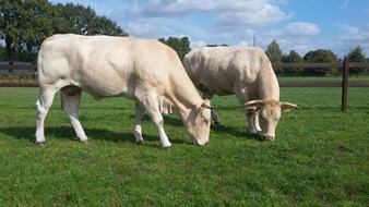 dieren Wijlaars