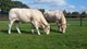 dieren Wijlaars