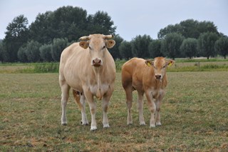 koe kalf