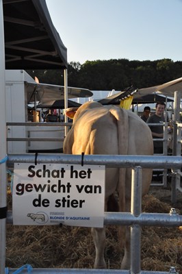 schatten