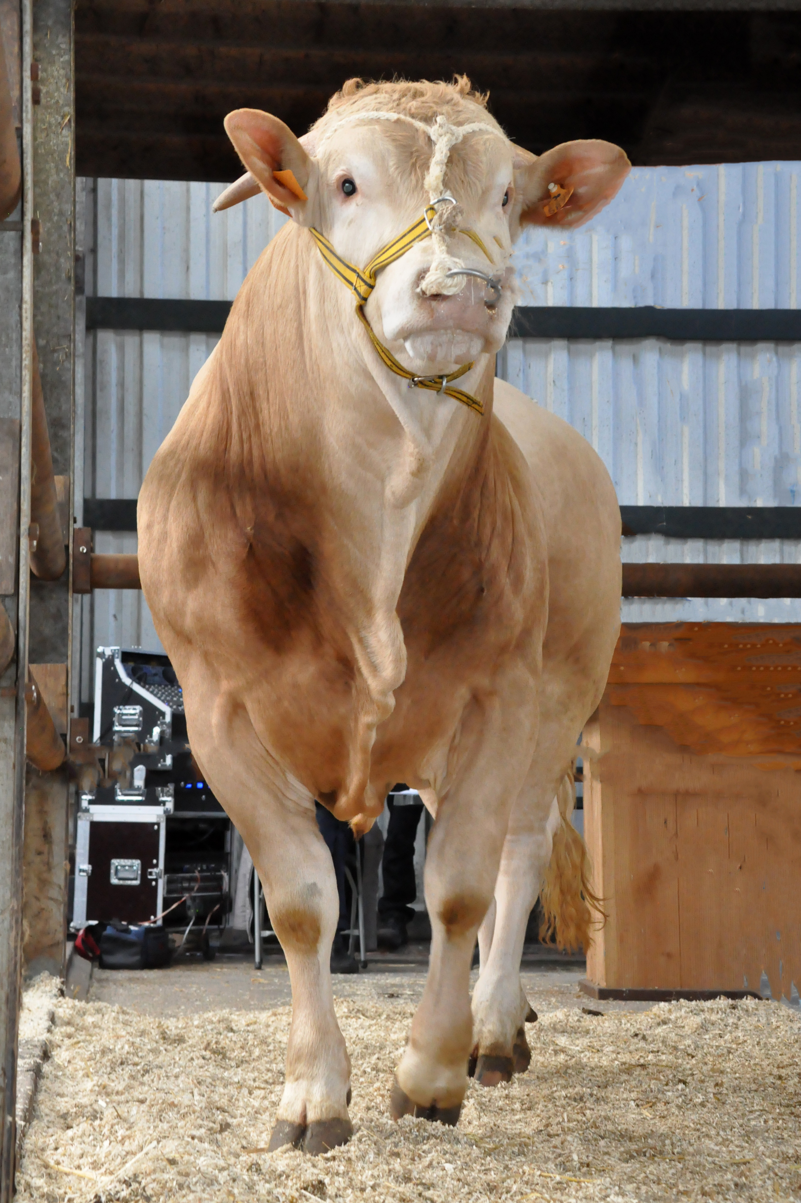 Aanmelden stieren voor het COT
