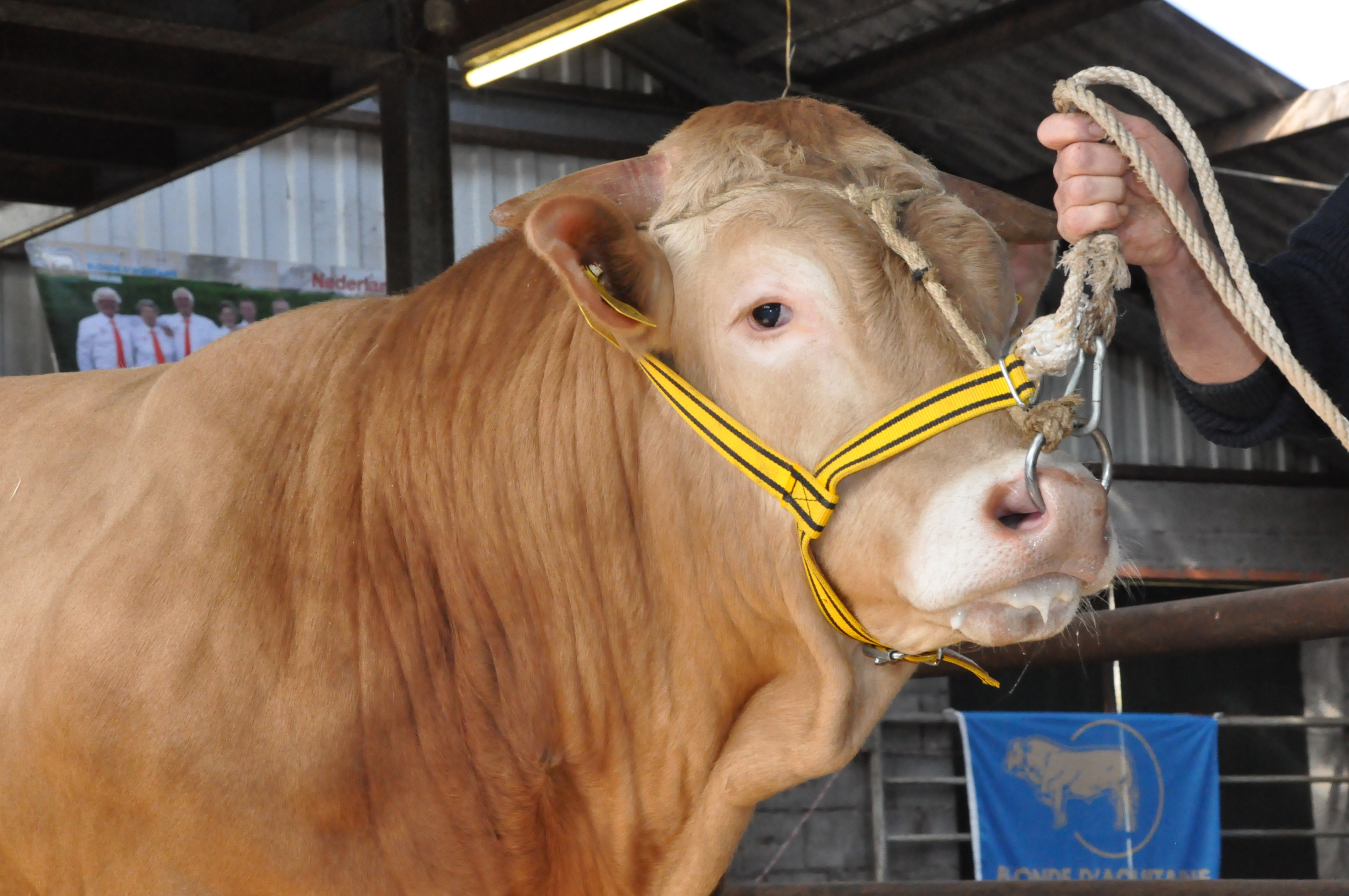 Stambomen stieren COT