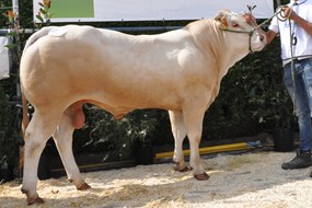 Olympus vd Woeste Hoeve