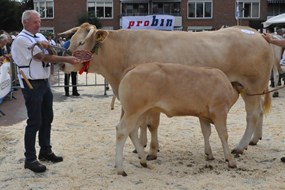 Maud-B met kalf Pamela