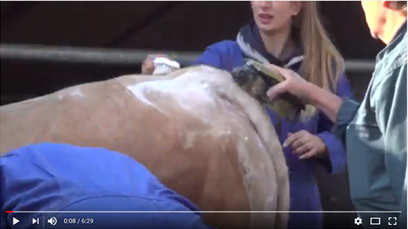 Video opnamen BAC-stieren die worden geveild