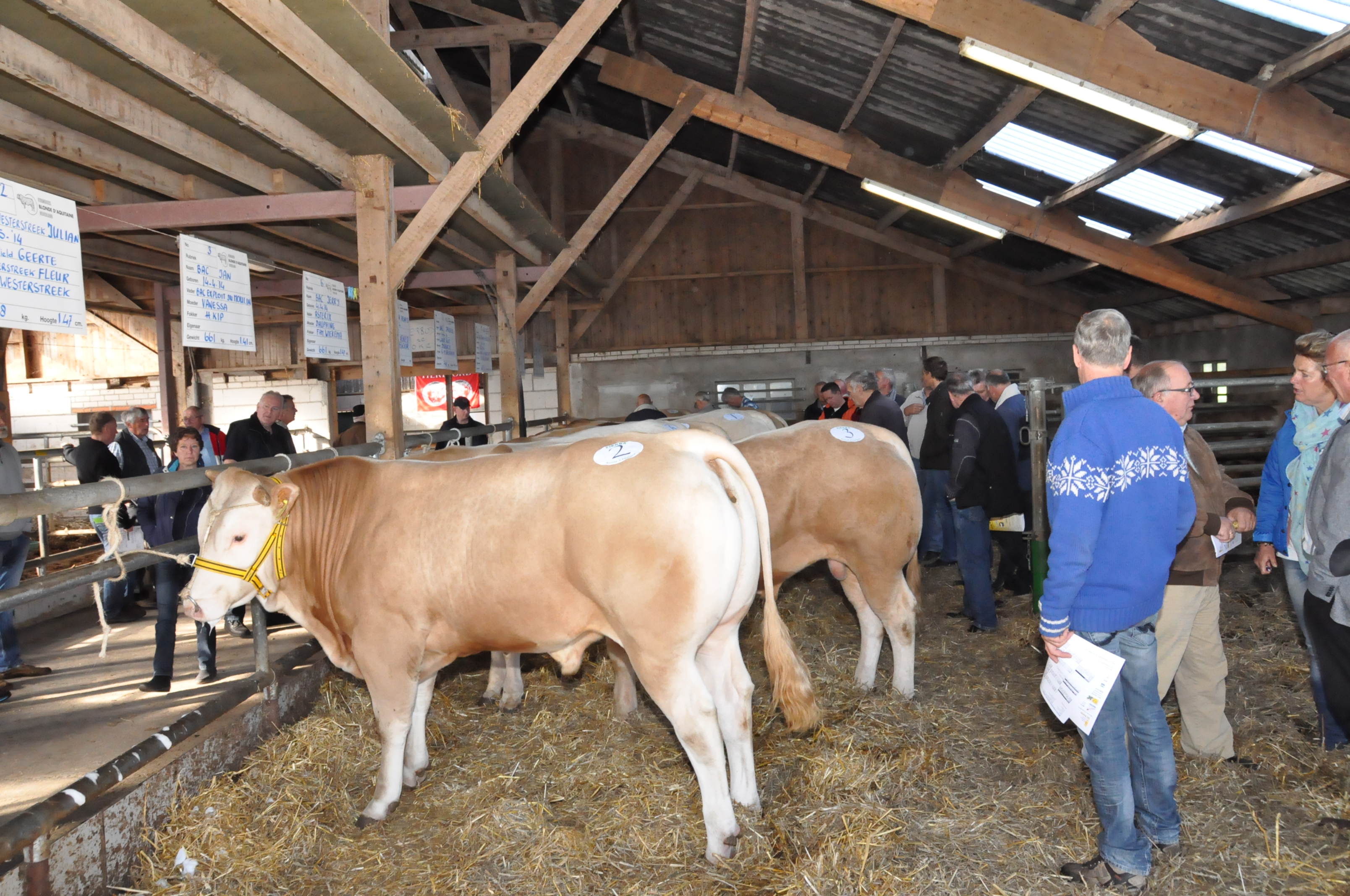 Uitgebreide cijfers van de veilingstieren online