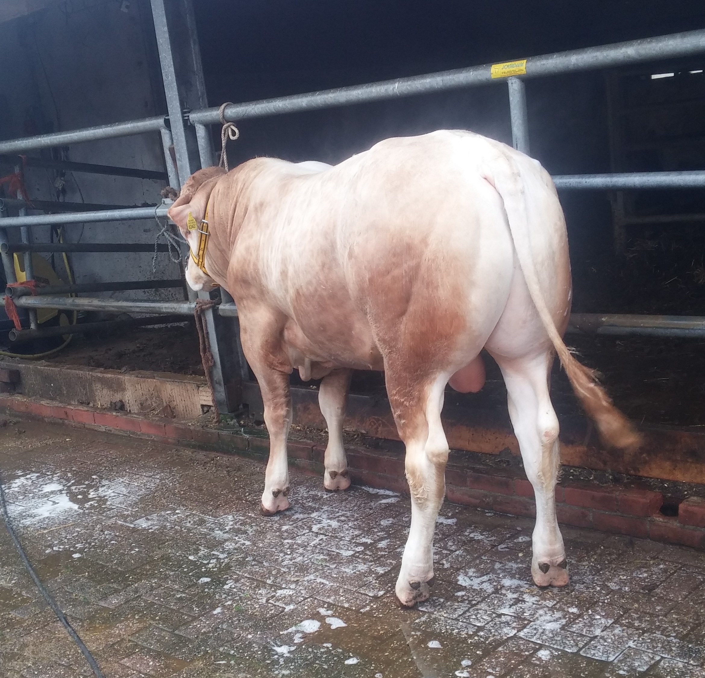 Extra douche voor de BAC-veiling