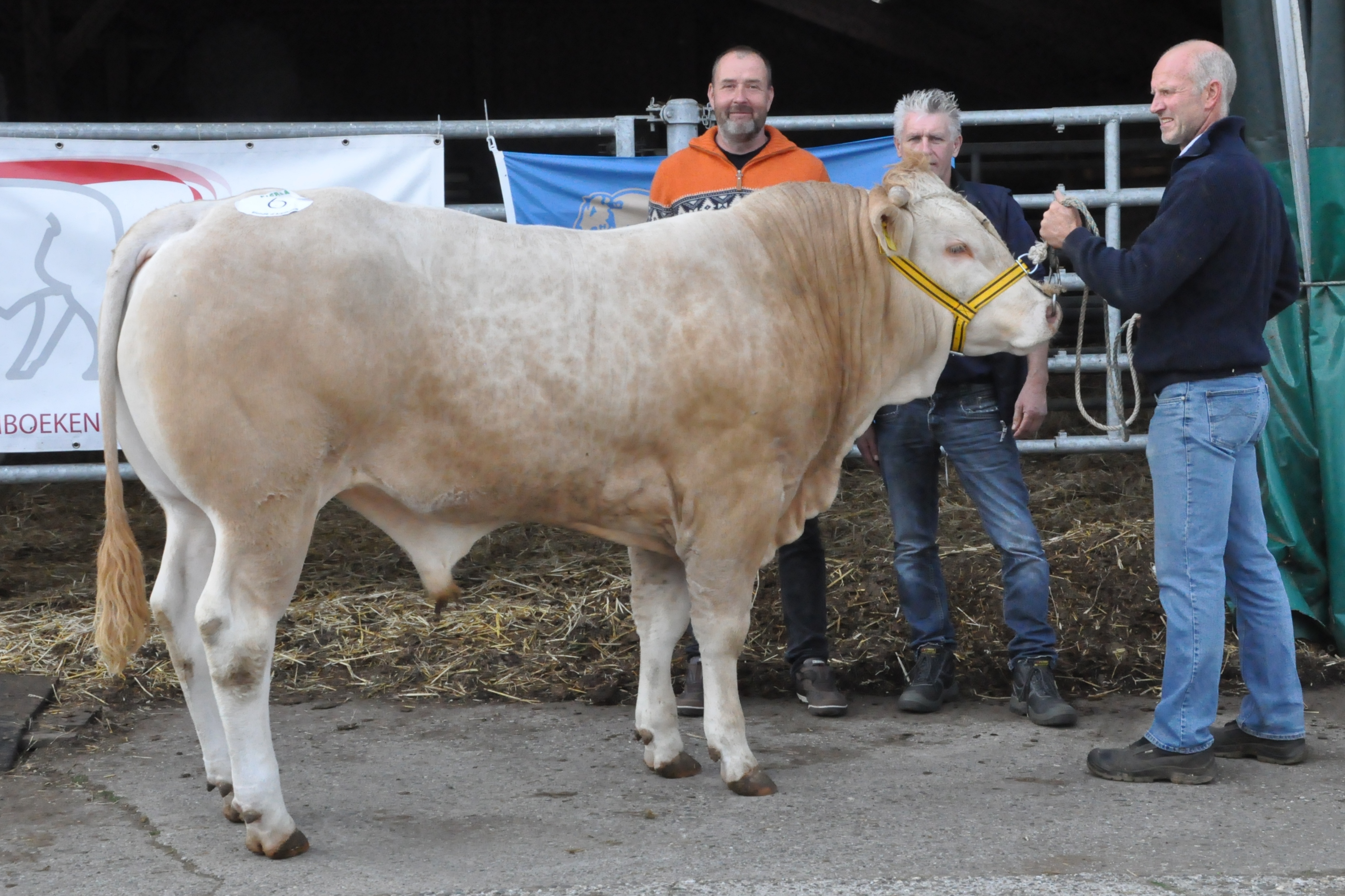 BAC Oder veilingtopper